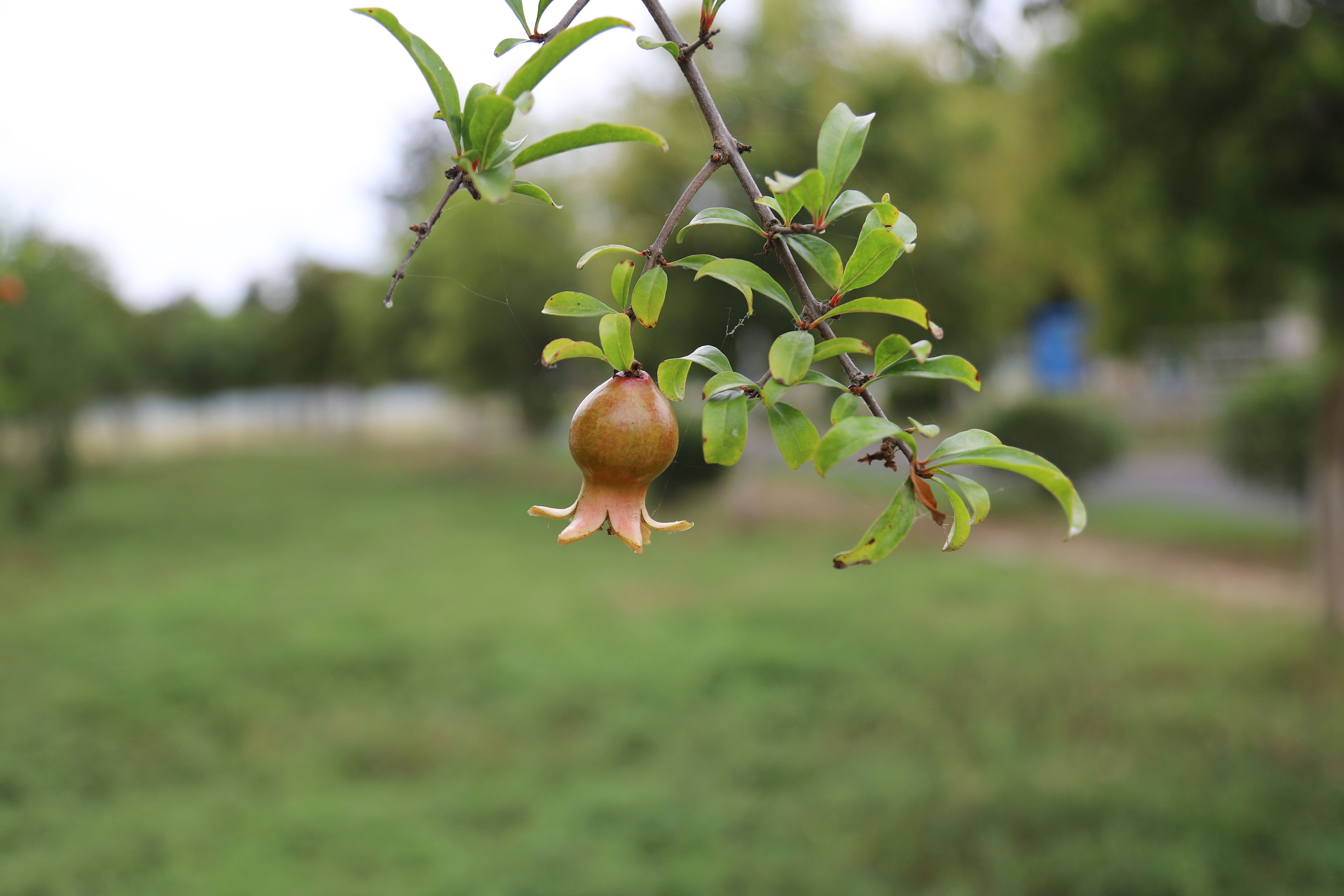 pp���ӡ�ģ����(������Ϸ)�ٷ���վ