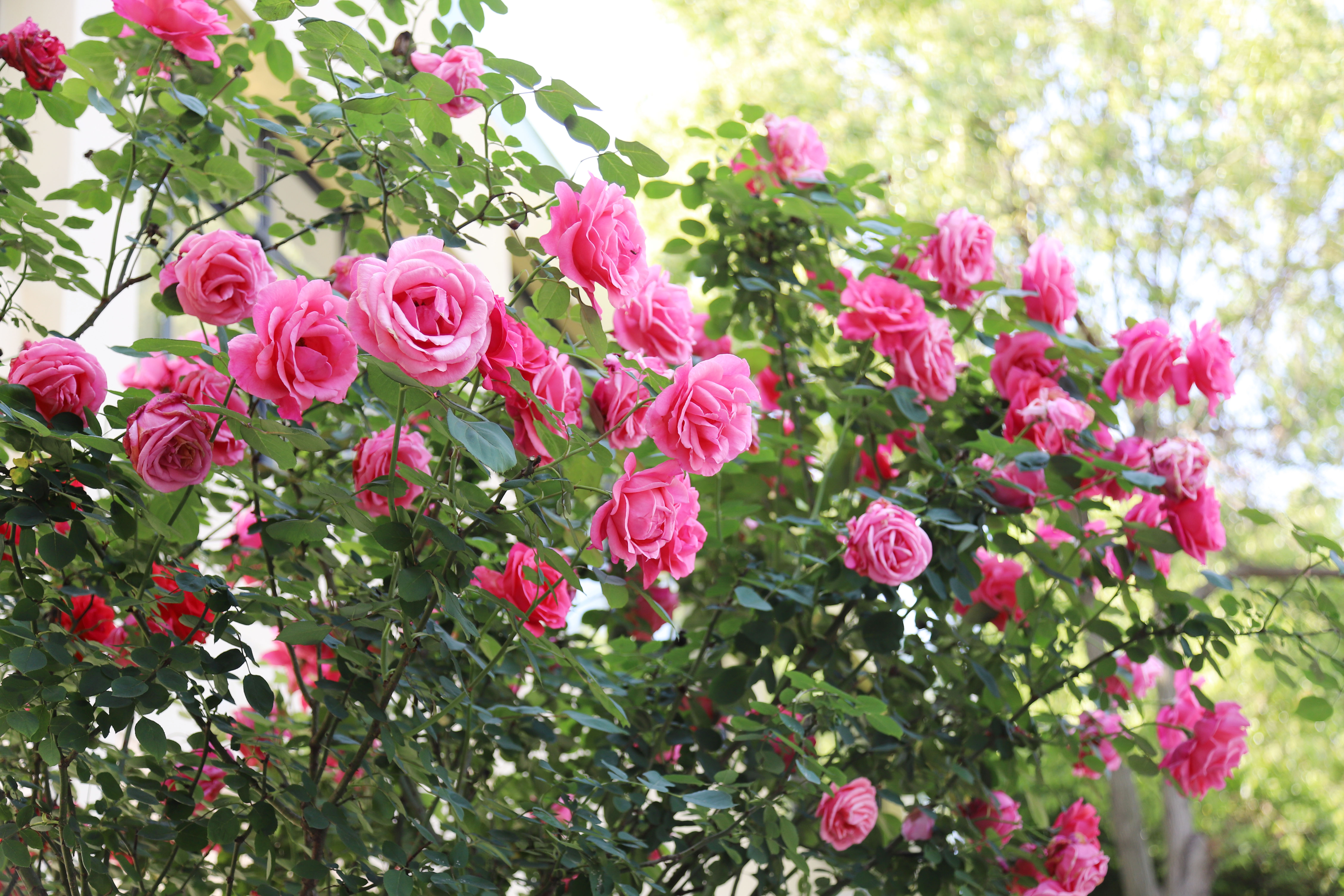 pp���ӡ�ģ����(������Ϸ)�ٷ���վ