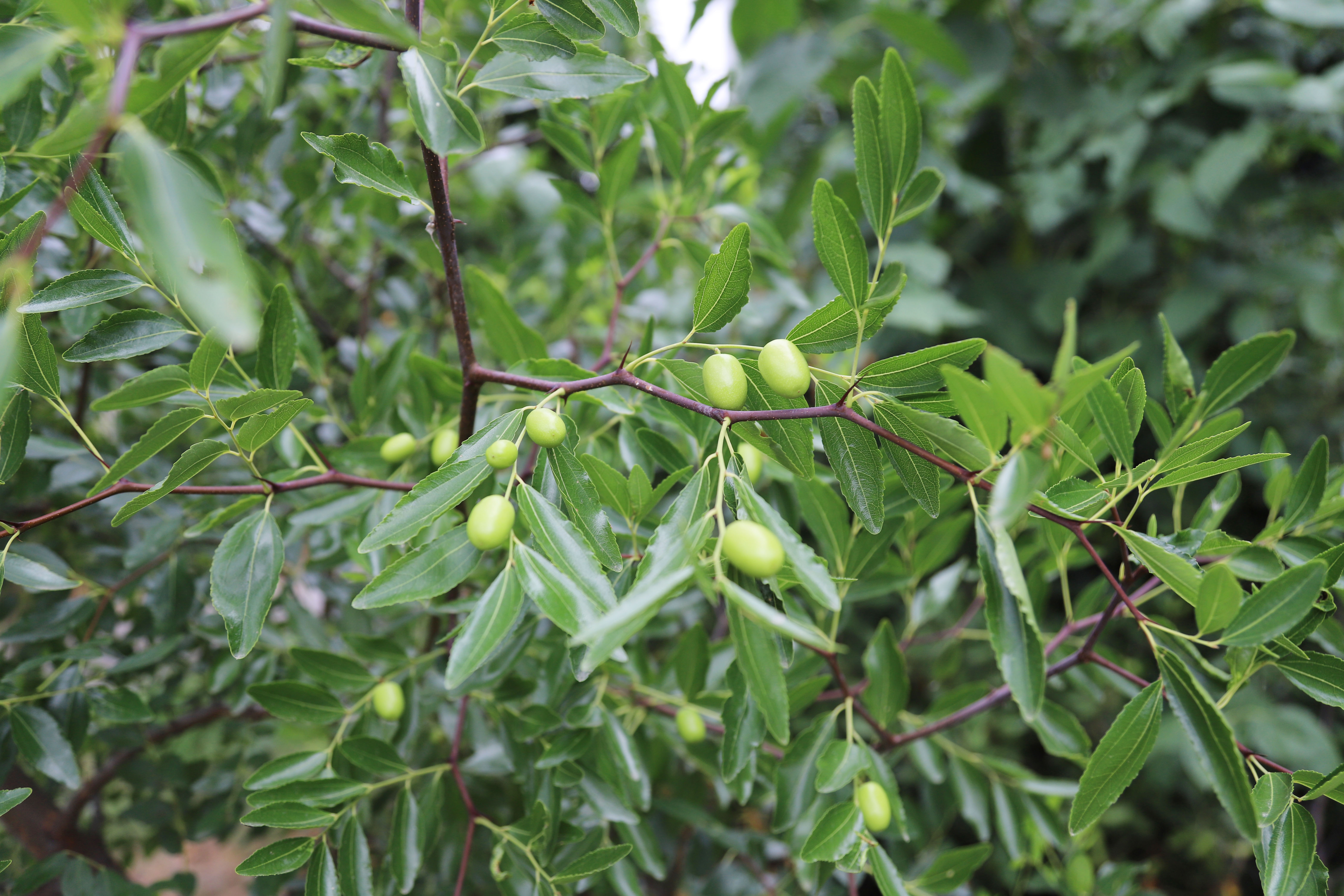 pp���ӡ�ģ����(������Ϸ)�ٷ���վ